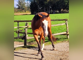 Azteca, Stute, 2 Jahre, 16 hh, Brauner