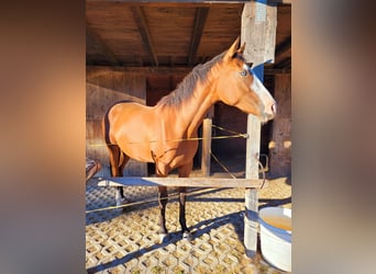 Azteca, Stute, 2 Jahre, 16 hh, Brauner