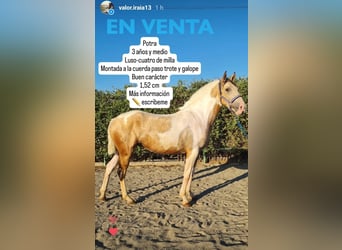 Azteca Mix, Mare, 3 years, 14.3 hh, Pinto