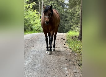 Azteca, Mare, 3 years, 15,1 hh, Buckskin