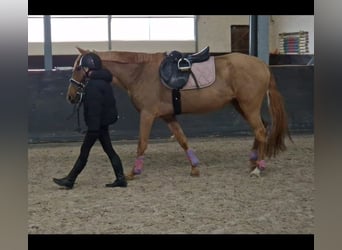 Azteca Mix, Mare, 5 years, 14.1 hh, Chestnut-Red