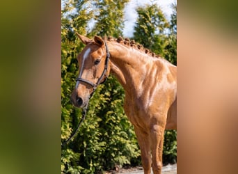 Azteca Mix, Mare, 5 years, 14.1 hh, Chestnut-Red