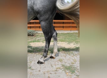 Azteca, Stute, 6 Jahre, 16 hh, Schimmel