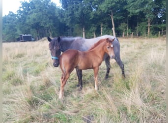 Azteca, Mare, 9 years, 14,2 hh, Roan-Blue