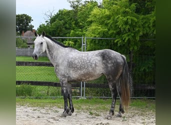 Azteca, Mare, 9 years, 15,1 hh