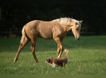 Azteca, Mare, Foal (04/2024), 15,1 hh, Palomino