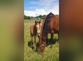 Azteca, Mare, Foal (05/2026), 15.1 hh, Pearl