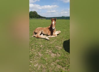 Azteca, Mare, Foal (05/2026), 15.1 hh, Pearl