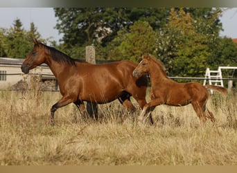 Azteca, Mare, Foal (05/2026), 15.1 hh, Pearl