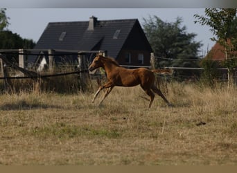 Azteca, Mare, Foal (05/2026), 15.1 hh, Pearl