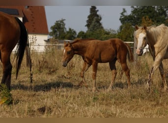 Azteca, Mare, Foal (05/2026), 15.1 hh, Pearl