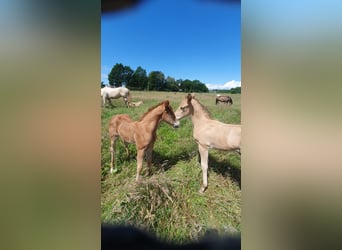 Azteca, Mare, Foal (05/2026), 15.1 hh, Pearl