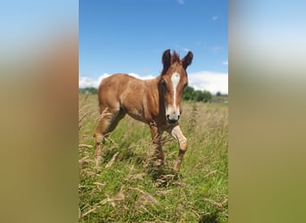 Azteca, Mare, Foal (05/2026), 15.1 hh, Pearl