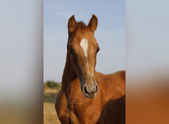 Azteca, Mare, Foal (05/2026), 15.1 hh, Pearl