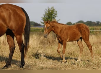 Azteca, Mare, Foal (05/2026), 15.1 hh, Pearl