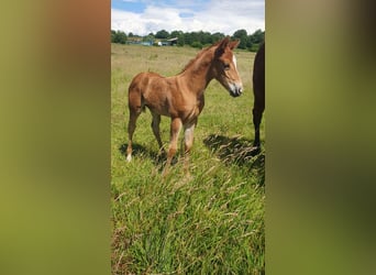 Azteca, Mare, Foal (05/2026), 15.1 hh, Pearl