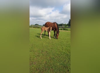 Azteca, Mare, Foal (05/2026), 15.1 hh, Pearl