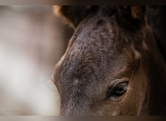Azteca, Mare, Foal (05/2023), 15.2 hh, Black
