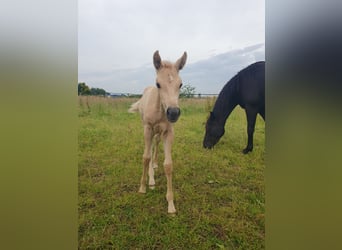 Azteca, Mare, Foal (05/2024), 15.2 hh, Palomino