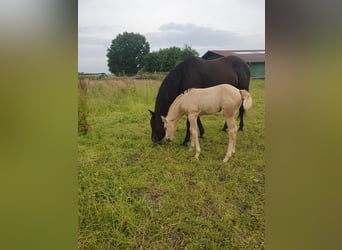 Azteca, Mare, Foal (05/2024), 15.2 hh, Palomino