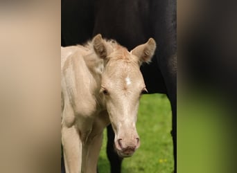 Azteca, Mare, Foal (05/2024), 15.2 hh, Palomino