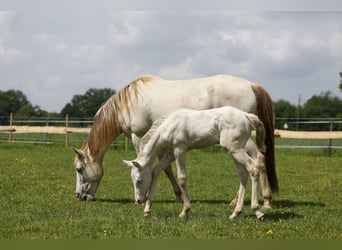 Azteca, Stute, Fohlen (04/2024), 15 hh, Perlino