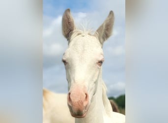 Azteca, Mare, Foal (04/2024), 15 hh, Perlino