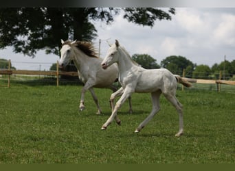 Azteca, Mare, Foal (04/2024), 15 hh, Perlino