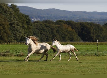 Azteca, Stute, Fohlen (04/2024), 15 hh, Perlino