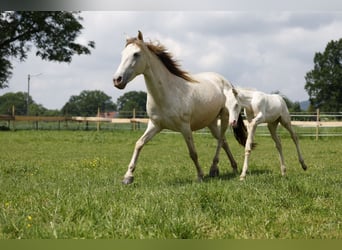 Azteca, Mare, Foal (04/2024), 15 hh, Perlino