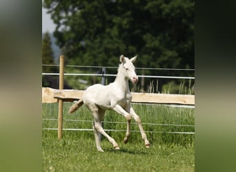 Azteca, Mare, Foal (04/2024), 15 hh, Perlino