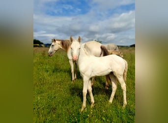 Azteca, Mare, Foal (04/2024), 15 hh, Perlino