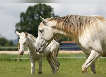 Azteca, Mare, Foal (04/2024), 15 hh, Perlino