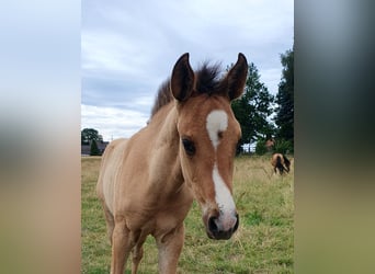 Azteca, Mare, , 15,2 hh, Red Dun