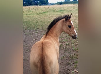 Azteca, Mare, , 15,2 hh, Red Dun