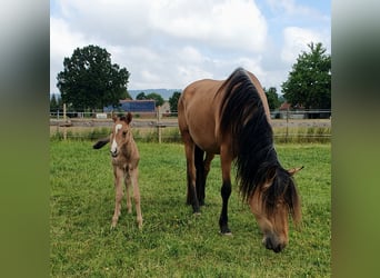 Azteca, Mare, , 15,2 hh, Red Dun