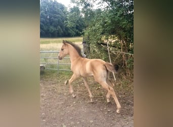 Azteca, Mare, , 15,2 hh, Red Dun