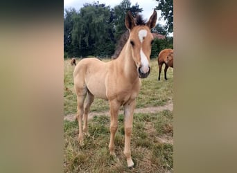 Azteca, Mare, , 15,2 hh, Red Dun
