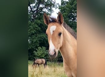 Azteca, Mare, , 15,2 hh, Red Dun