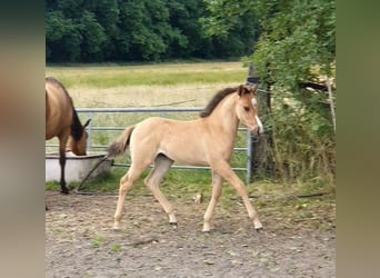Azteca, Mare, , 15,2 hh, Red Dun