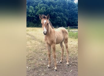 Azteca, Mare, , 15,2 hh, Red Dun