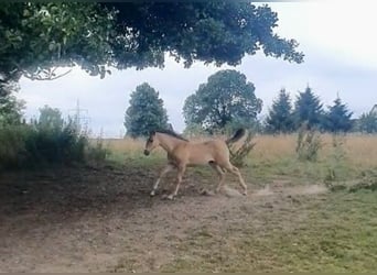 Azteca, Mare, , 15,2 hh, Red Dun