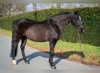 Azteca Mix, Merrie, 15 Jaar, 147 cm, Zwart