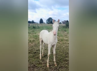 Azteca, Merrie, 1 Jaar, 153 cm, Perlino