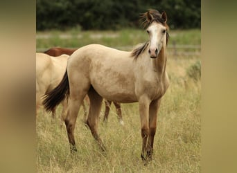 Azteca, Merrie, 1 Jaar, 155 cm, Buckskin
