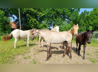 Azteca, Merrie, 1 Jaar, 158 cm, Grullo
