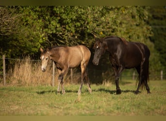 Azteca, Merrie, 1 Jaar, 162 cm, Buckskin