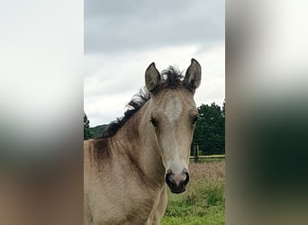 Azteca, Merrie, 1 Jaar, 162 cm, Buckskin