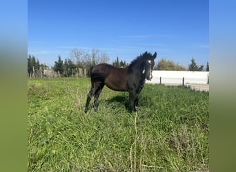 Azteca, Merrie, 1 Jaar, Schimmel