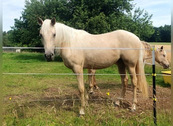 Azteca, Merrie, 2 Jaar, 158 cm, Palomino
